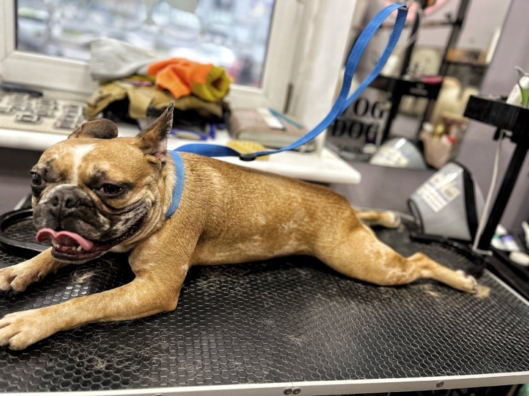 Коричневий бульдог з білою смужкою на голові розлігся вздовж грумерського стола на синій ринговці