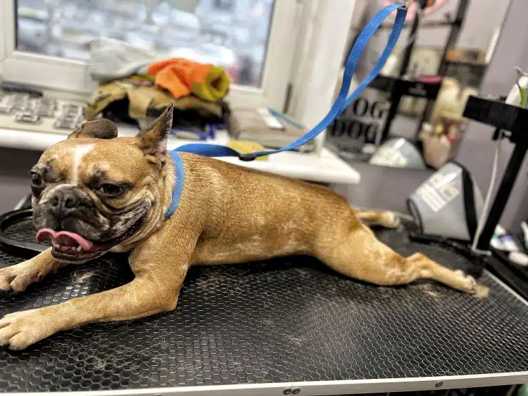 Коричневий бульдог з білою смужкою на голові розлігся вздовж грумерського стола на синій ринговці