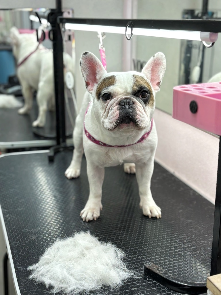 Біла шерсть на столі була вичесана з бульдога, що стоїть поруч на рожевій ринговці