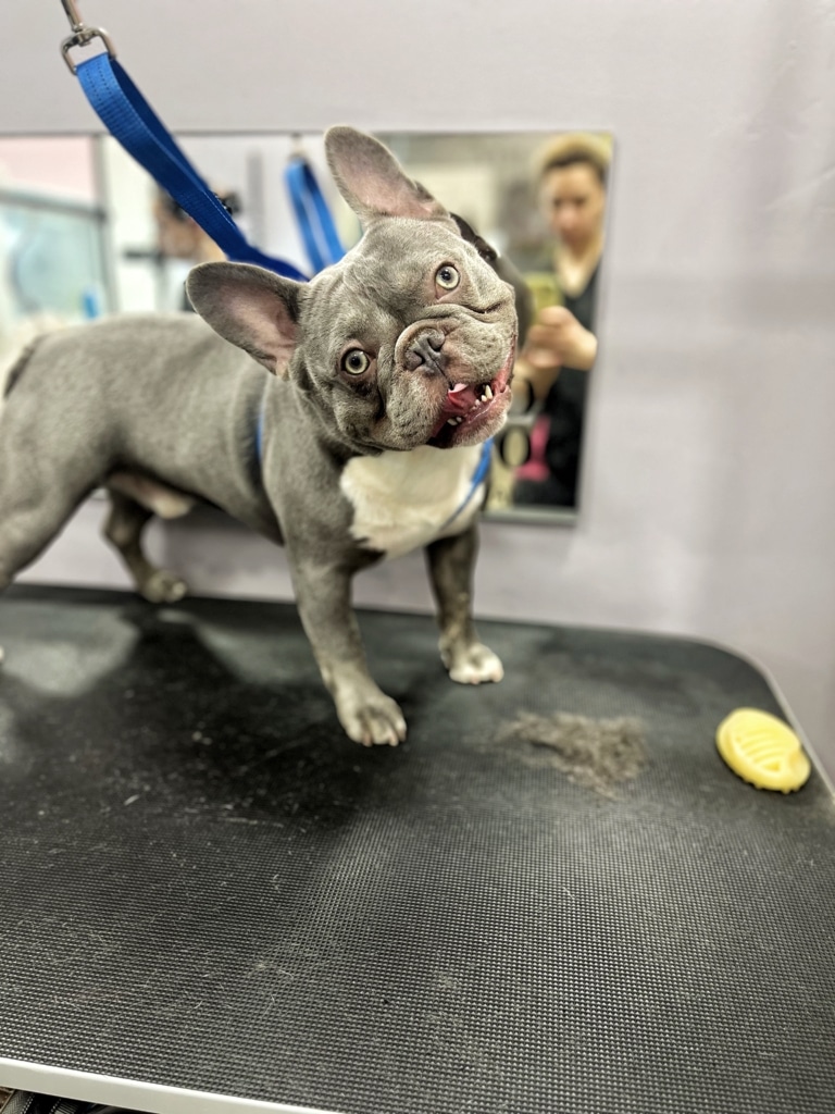 Сірий бульдог з вушками, як у кролика, нахилив голову під час фото