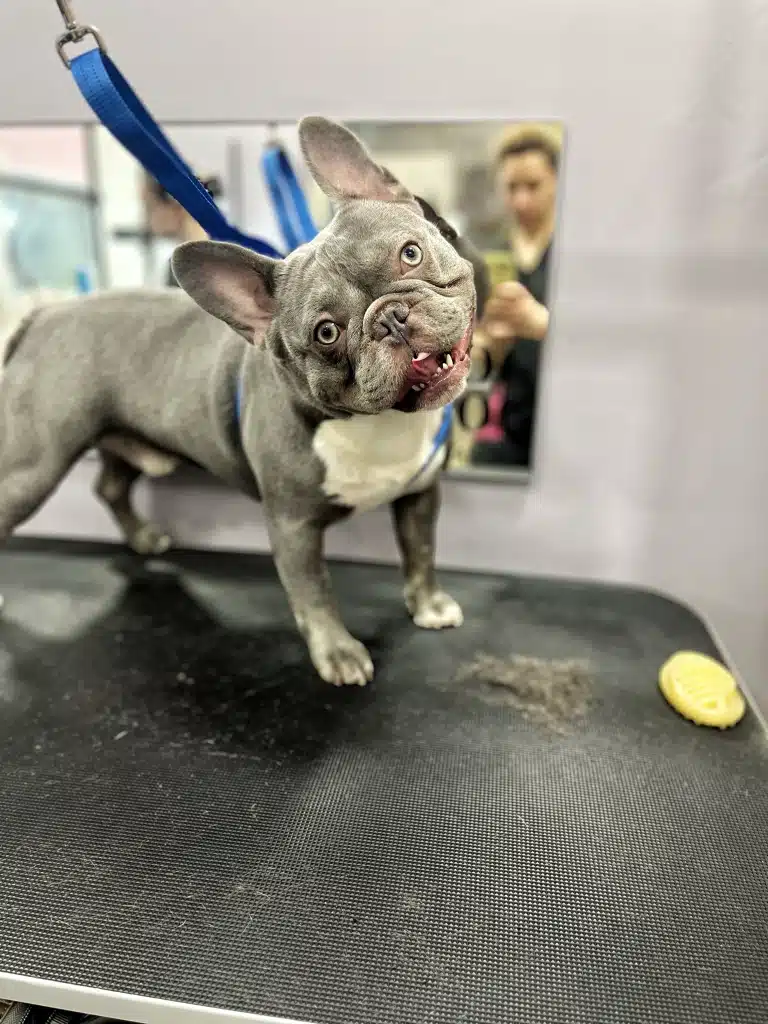 Сірий бульдог з вушками, як у кролика, нахилив голову під час фото