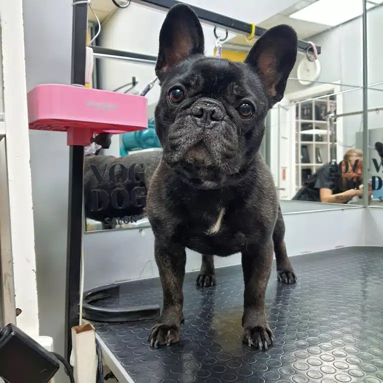 Чорний бульдог з коричневими очима позаду себе має велике дзеркало, в якому видно грумера