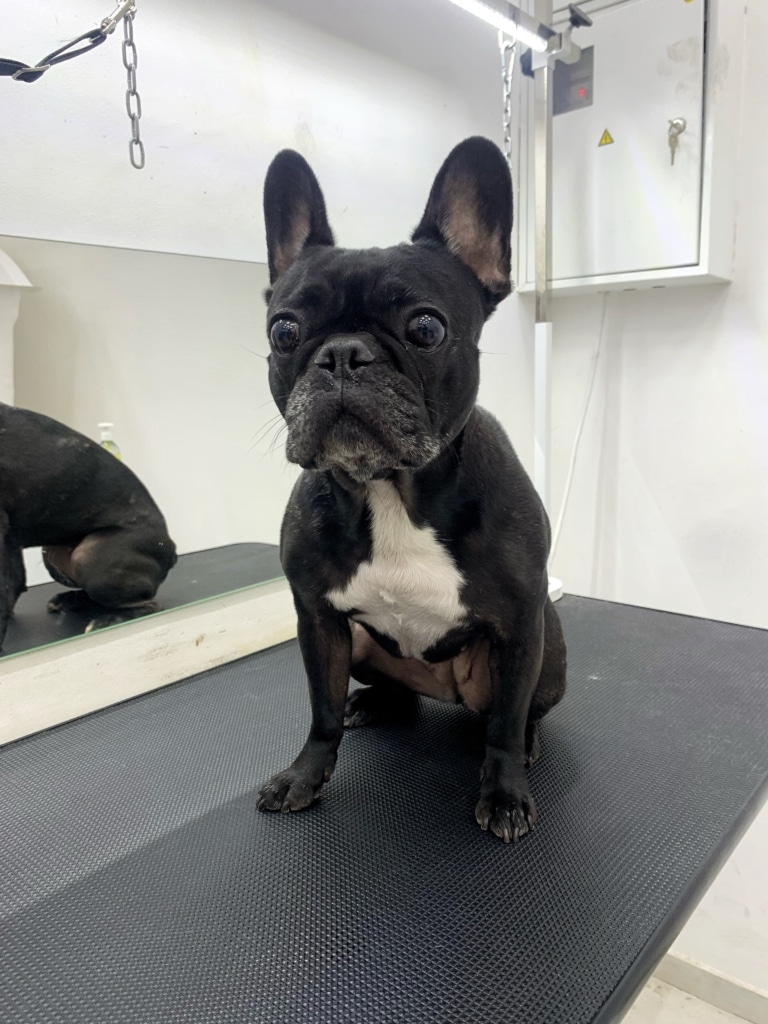 Чорний бульдог з великими очима має білу пляму на грудці та білі волосинки на морді