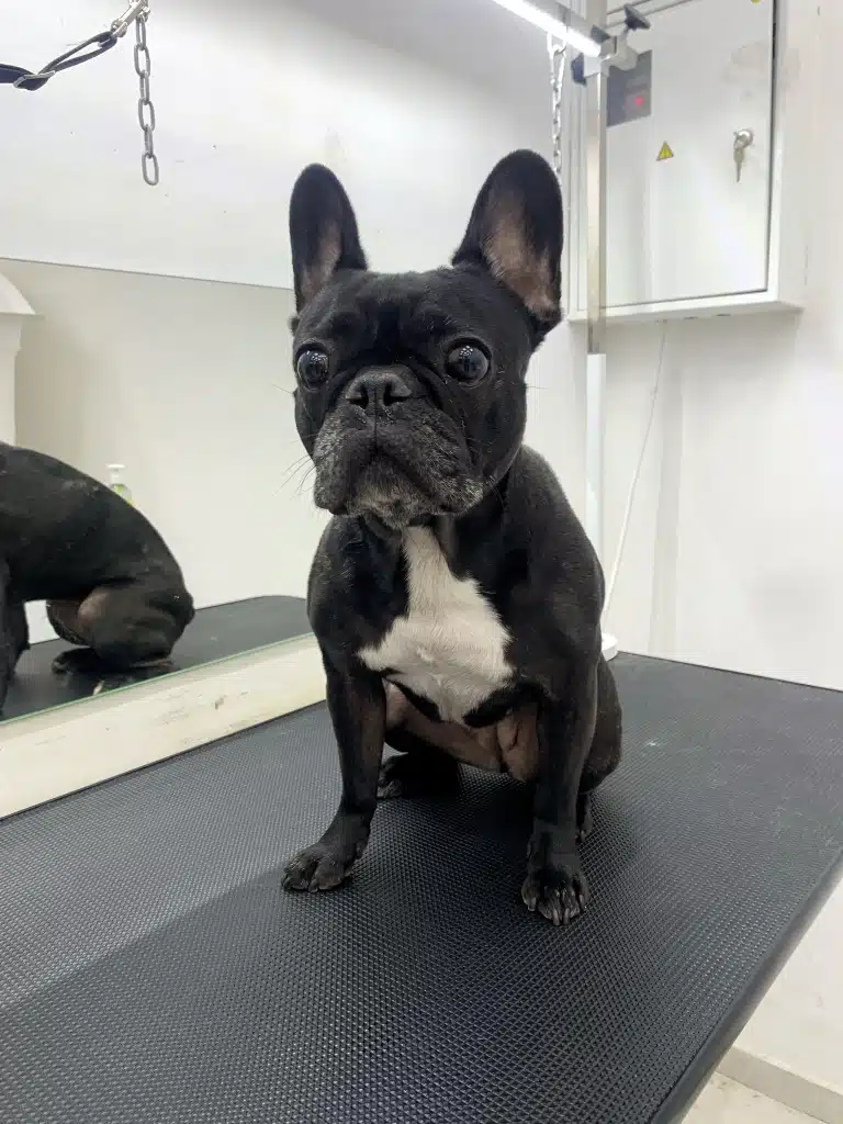 Чорний бульдог з великими очима має білу пляму на грудці та білі волосинки на морді