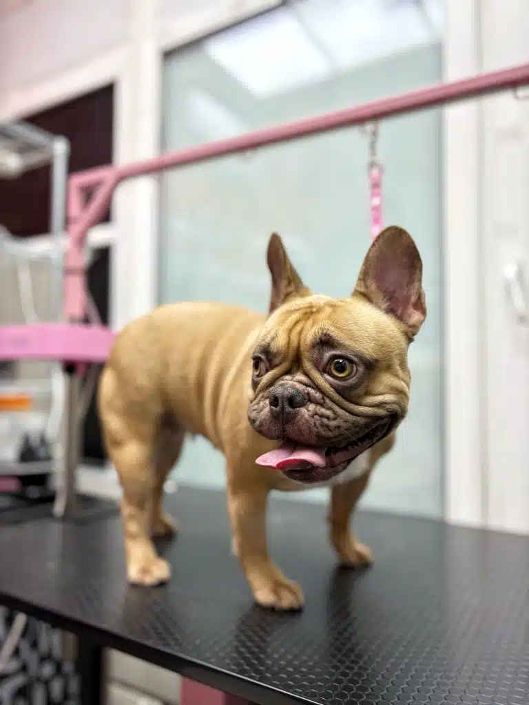 Коричневий бульдог зі складками шкіри на обличчі стоїть на грумерському столі