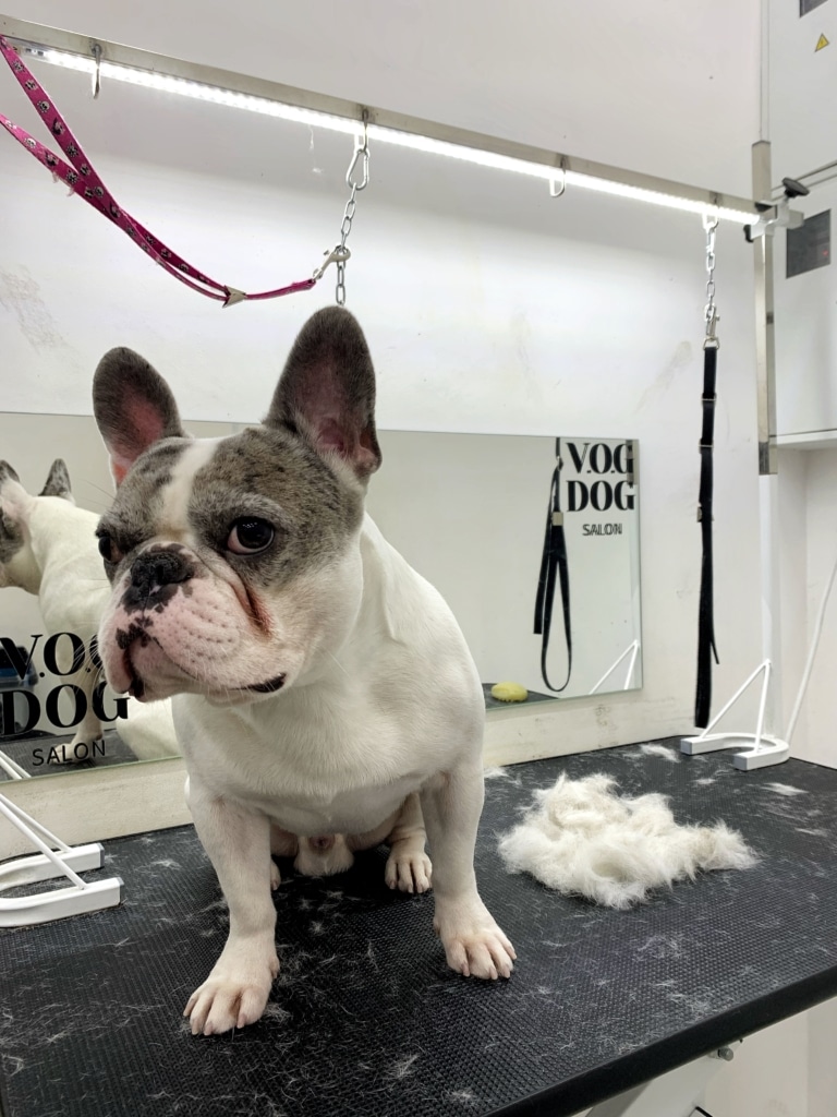 Бульдог з сірими плямами на обличчі відвернувся від вичесаного підшерстя, що грумер зібрав на столі