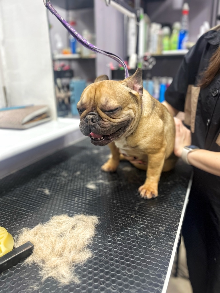 Після вичісування бульдог отримує масаж спини від грумера