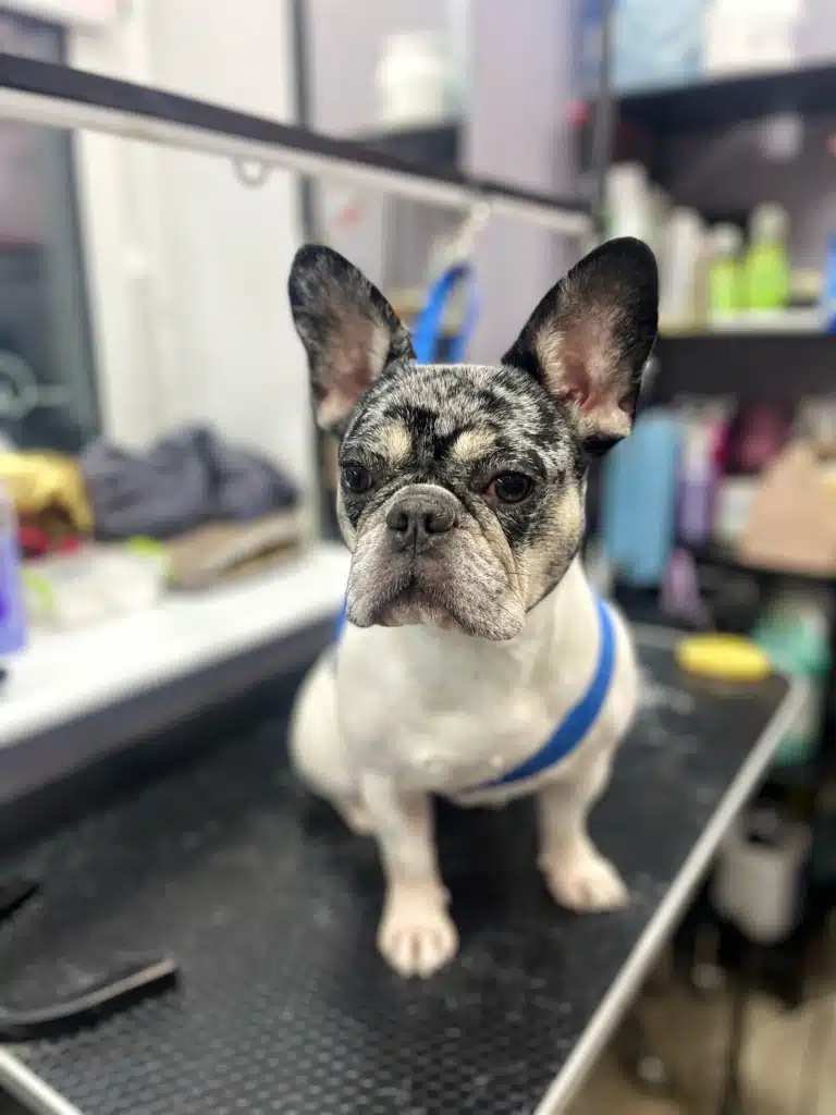 Французький бульдог з широкими вушками має білий тулуб та плямисту голову