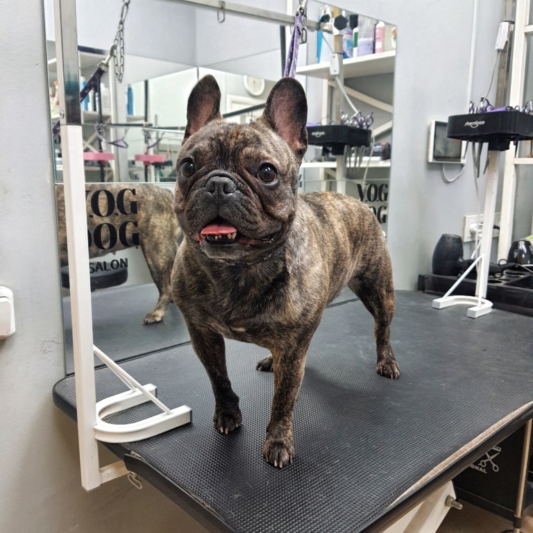 Французький бульдог з забарвленням "мерль" відкрив рота з рожевим язиком