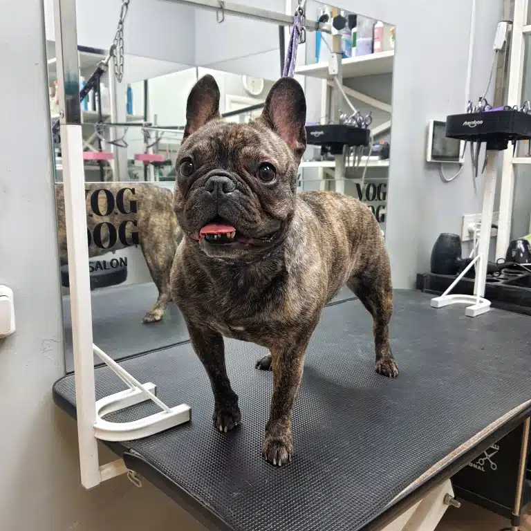 Французький бульдог з забарвленням "мерль" відкрив рота з рожевим язиком