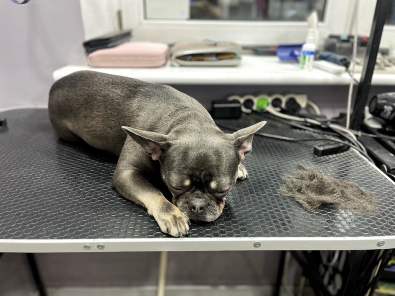 Бульдог заснув на столі, відвернувшись від купки вичесаного підшерстя