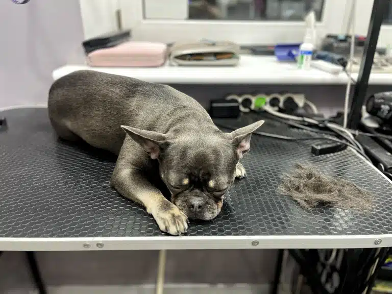 Бульдог заснув на столі, відвернувшись від купки вичесаного підшерстя