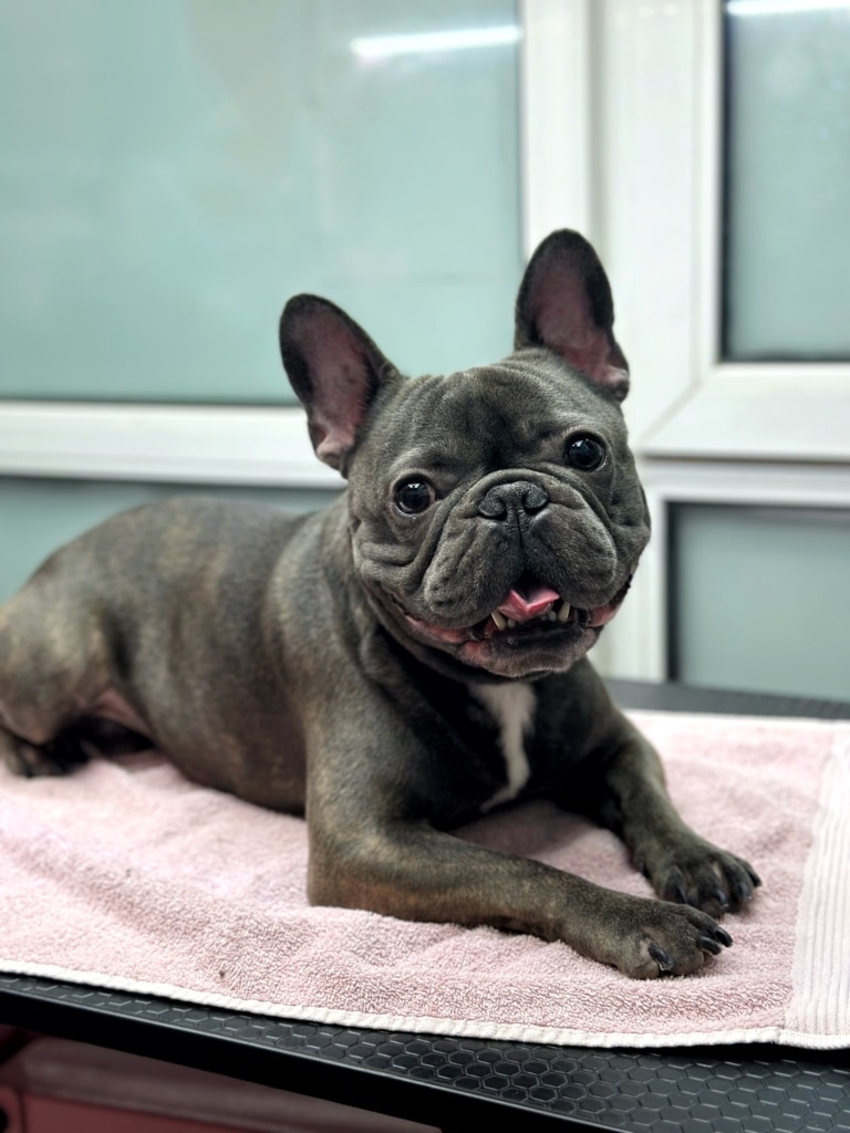 Сірий бульдог з білою смужкою на грудці лежить на сухому світлому рушнику