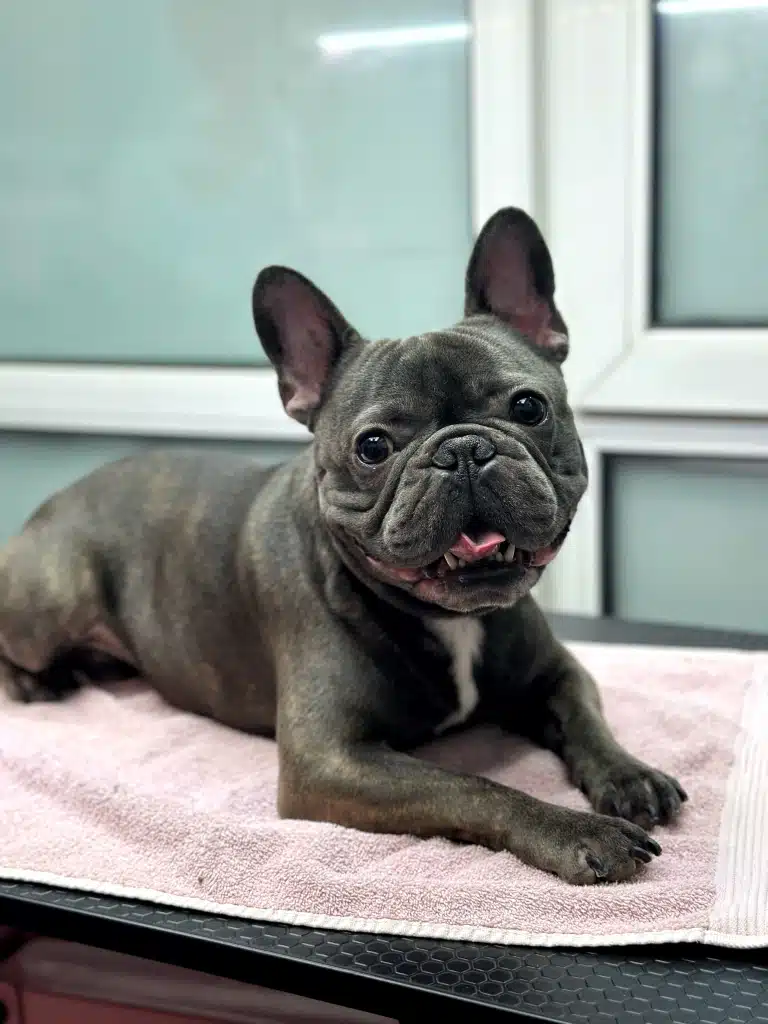 Сірий бульдог з білою смужкою на грудці лежить на сухому світлому рушнику