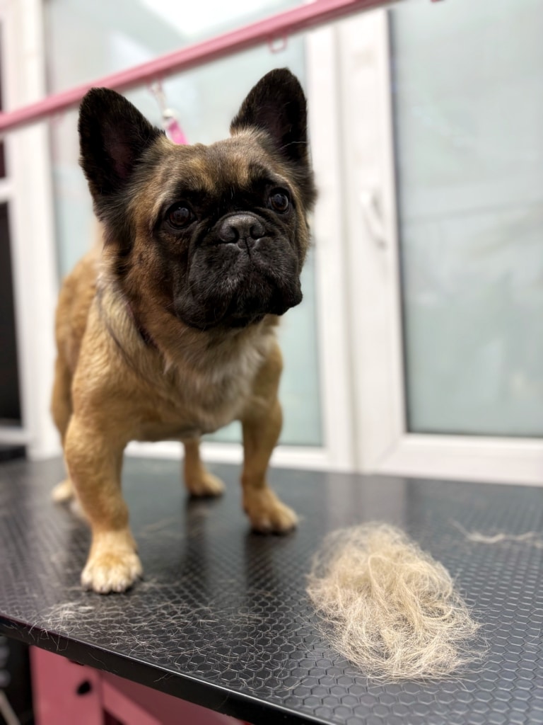 Довгошерстий бульдог після вичісування має перед собою купку шерсті