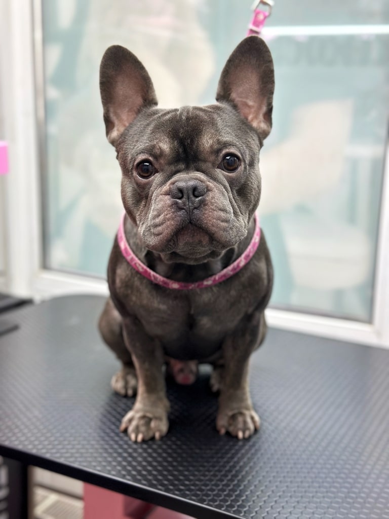 Сірий французький бульдог на рожевій ринговці рівно сидить на столі