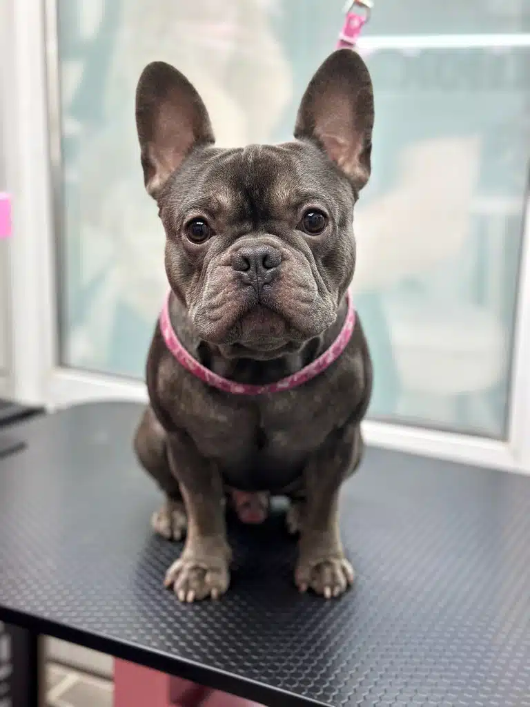 Сірий французький бульдог на рожевій ринговці рівно сидить на столі