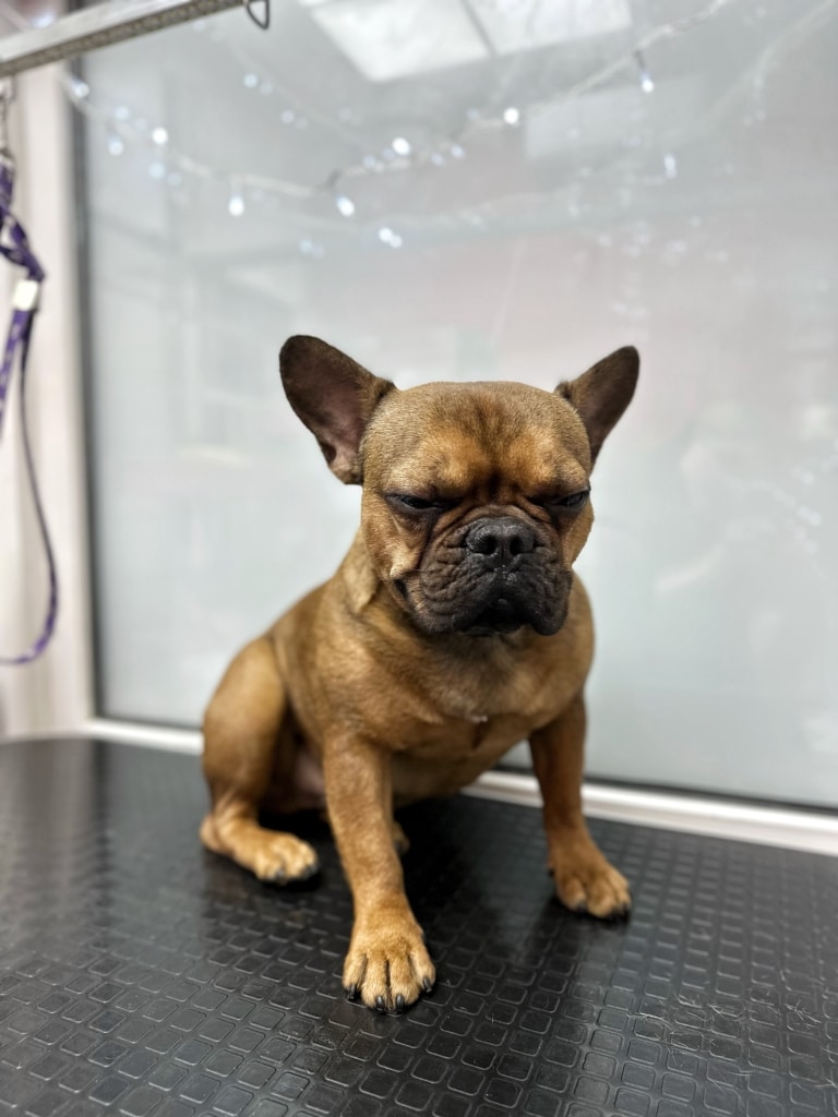 Коричневий бульдог засинає, сидячи біля глянцевої стіни