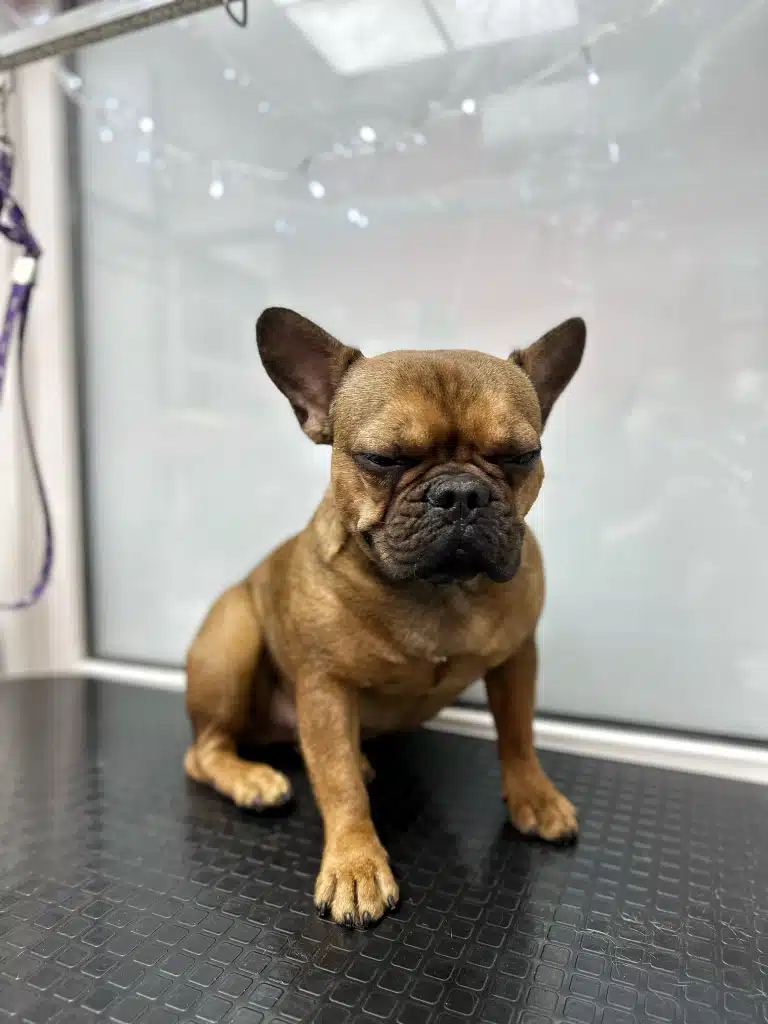 Коричневий бульдог засинає, сидячи біля глянцевої стіни