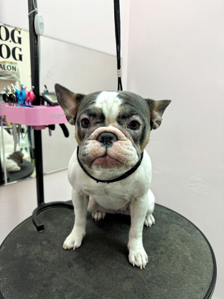 Бульдог з рожевою мордою сидить на краю круглого чорного столу на чорній ринговці