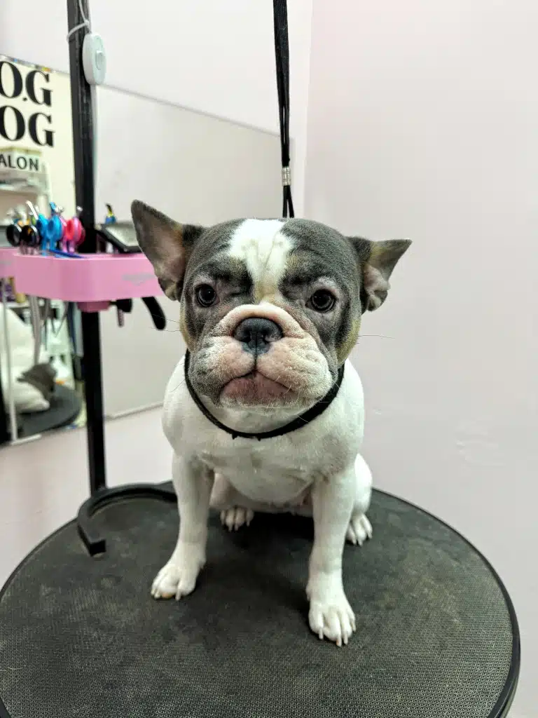 Бульдог з рожевою мордою сидить на краю круглого чорного столу на чорній ринговці