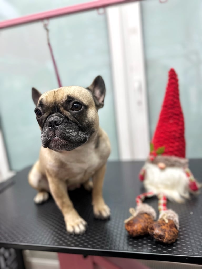 Бульдог з чорною мордою сидить поряд з гномом у високому червоному ковпаку