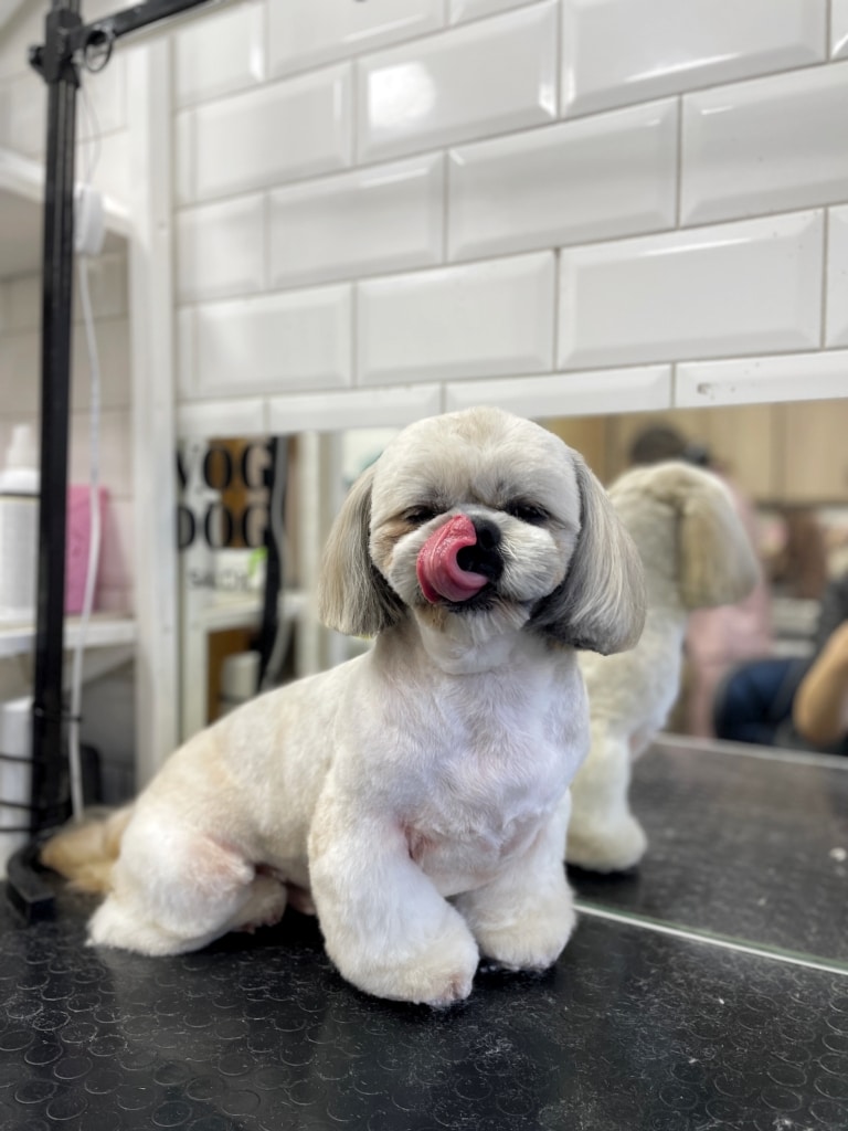 Ши-цу з плюшевою шерстю дістався язиком свого носа