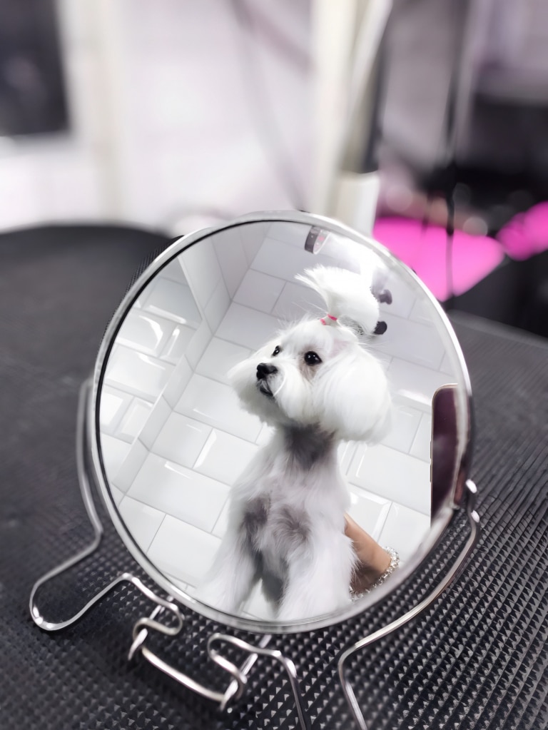 В круглому дзеркалі видно мальтезе з топ кнотом у кімнаті з білою плиткою