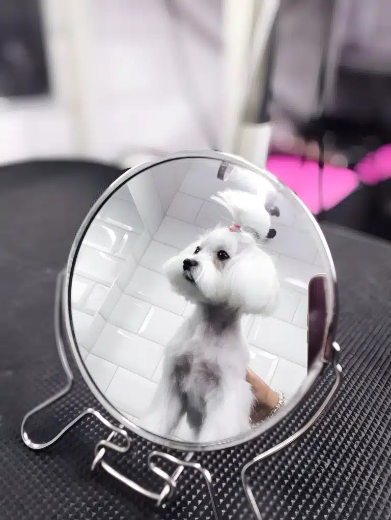 В круглому дзеркалі видно мальтезе з топ кнотом у кімнаті з білою плиткою