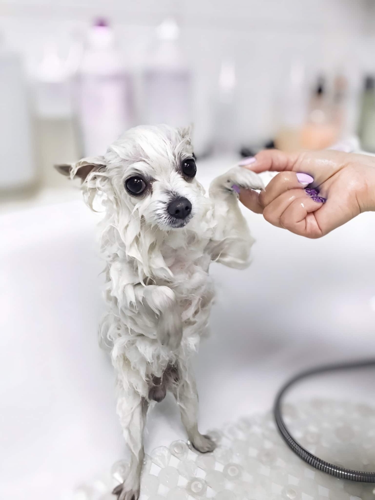 Грумер з фіолетовим манікюром тримає за лапку мокрого мальтезе у ванні