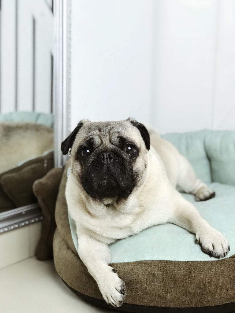 Білий мопс з чорною мордою та вушками лежить у круглій бірюзовій лежанці біля дзеркала в срібній рамці