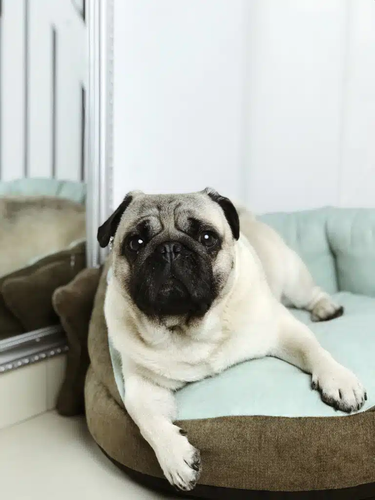 Білий мопс з чорною мордою та вушками лежить у круглій бірюзовій лежанці біля дзеркала в срібній рамці