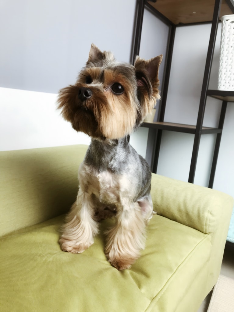 Йорк з коротким корпусом сидить на зеленому диванчику біля сіро-білої стіни