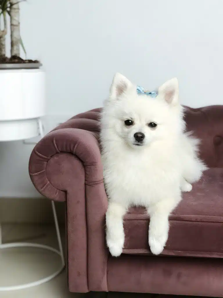 Білий шпіц з трикутними вушками звісив лапи з м'якого маленького дивана