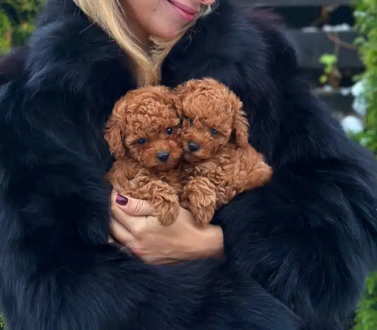 Жінка в чорній шубі серед зелені тримає в руках двох цуценят мальтіпу