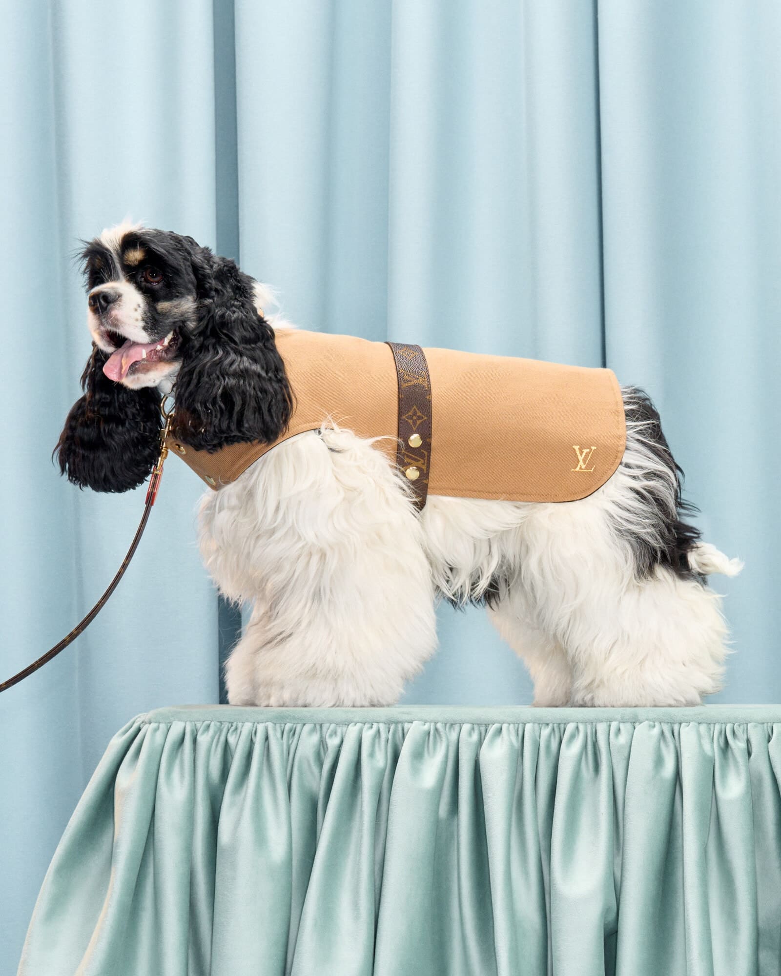 Photo inspiration: Dogs Eating Ill Fitting Clothing Overall Reference: How To Choose Clothes For Your Dog Comfort Or Fashion