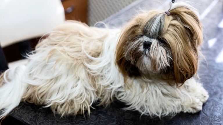 Ши-цу з довгою, заплутаною та жирною шерстю має топ кнот на голові
