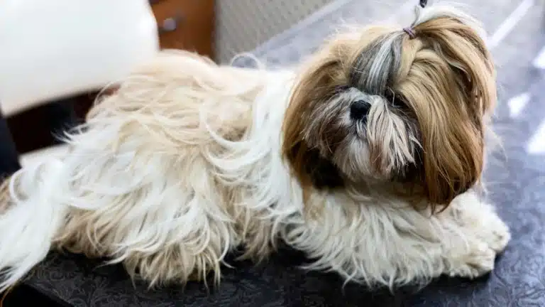 Ши-цу з довгою, заплутаною та жирною шерстю має топ кнот на голові