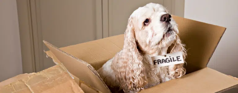 В пустій коробці сидить кремовий спанієль з кучерявими вушками