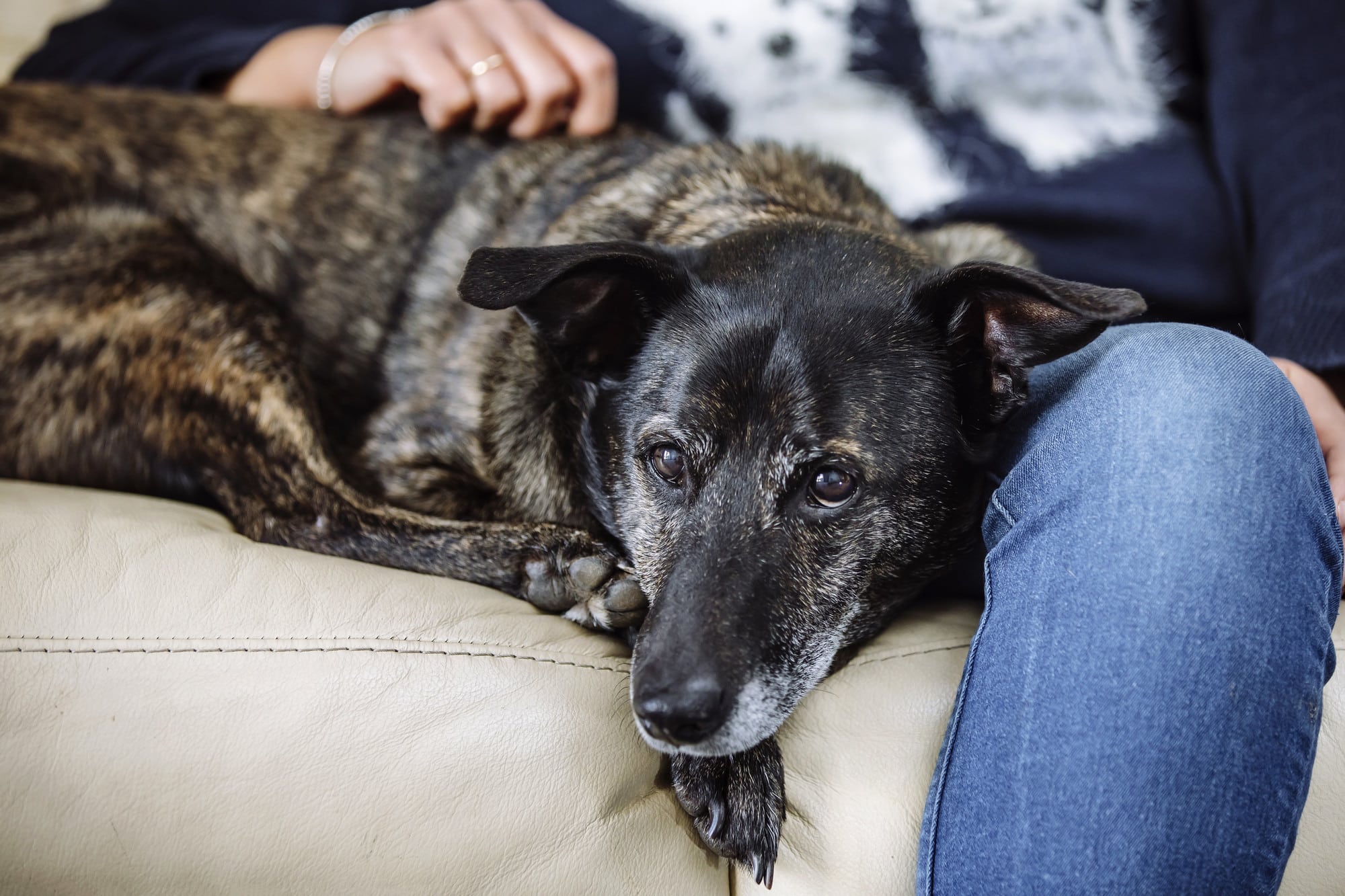 Home treatment for enteritis in dogs - V.O.G DOG