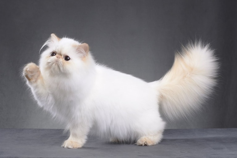 Перський кіт білого забарвлення підняв лапу, шерсть на якій бежева