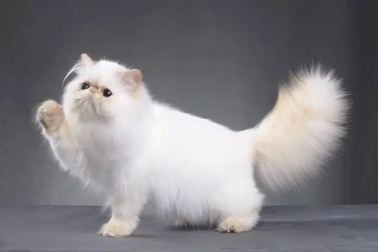 Перський кіт білого забарвлення підняв лапу, шерсть на якій бежева