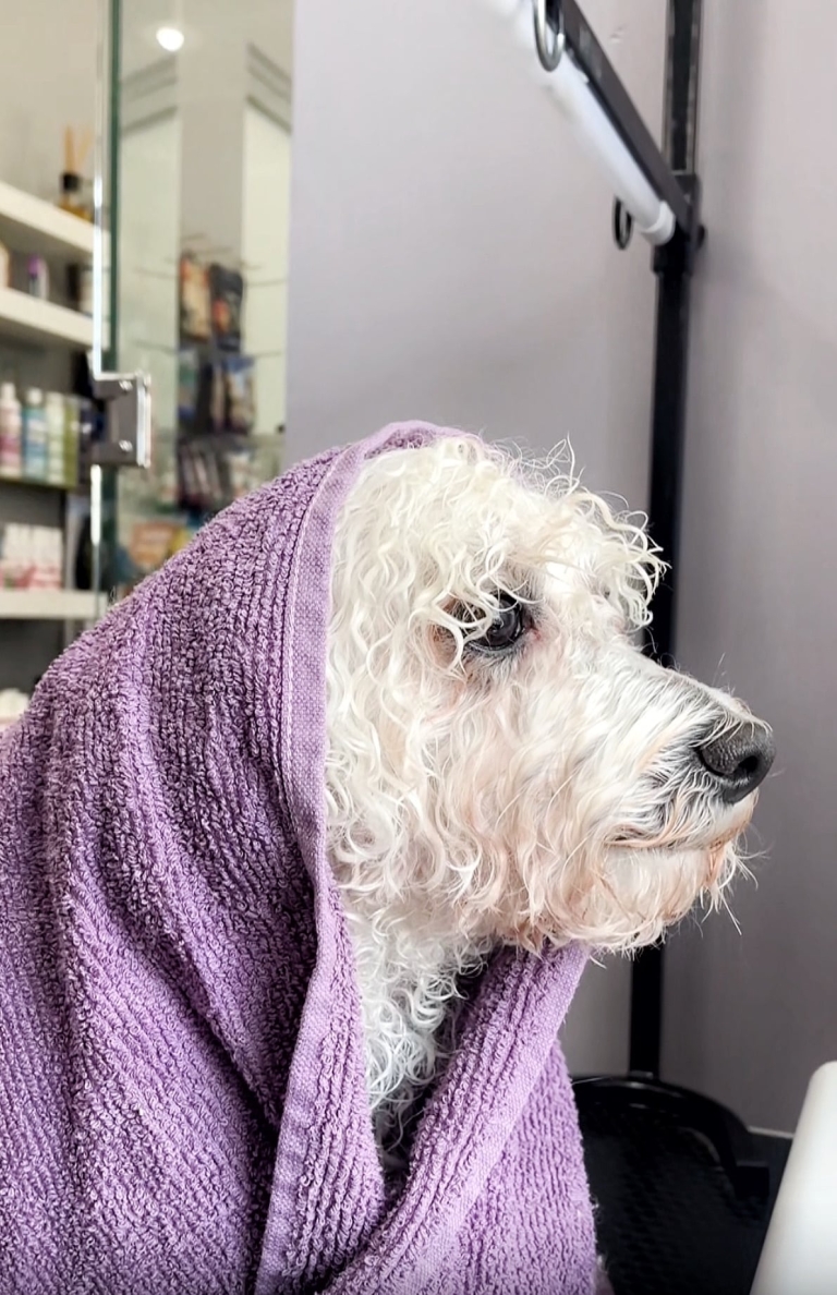 Білий бішон після купання загорнутий у фіолетовий рушник