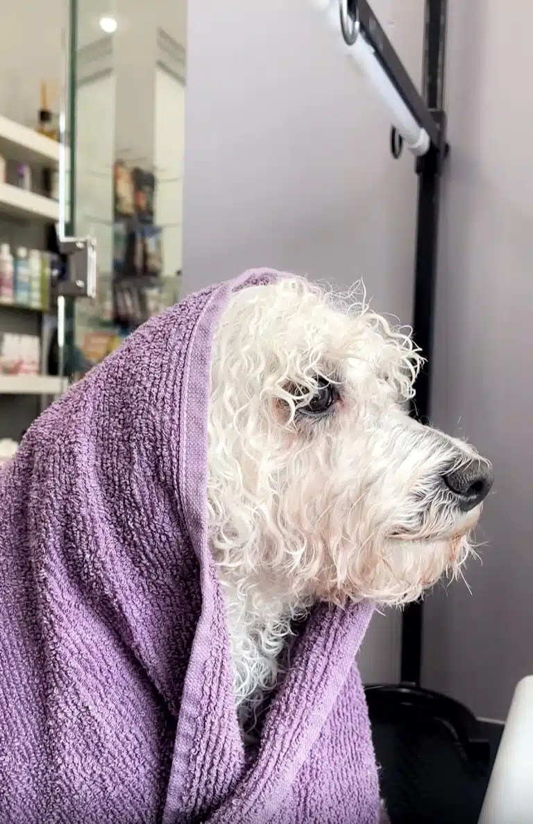 Білий бішон після купання загорнутий у фіолетовий рушник