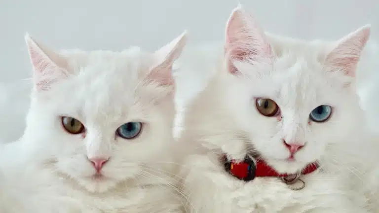 Одна з білих кішок має на шиї червоного ошийника