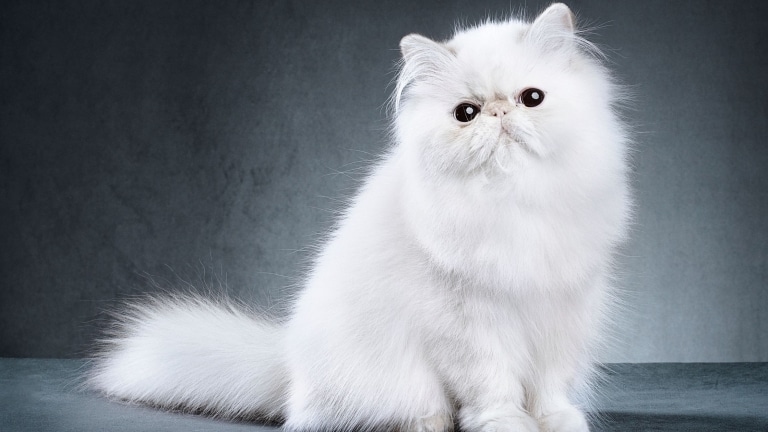 Білий перський кіт з чорними очима сидить в сірій кімнаті