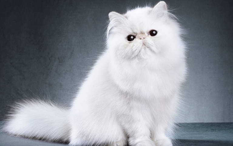 Білий перський кіт з чорними очима сидить в сірій кімнаті