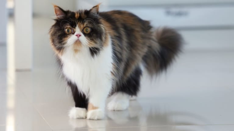 Перський кіт з триколірним забарвленням стоїть на глянцевій підлозі