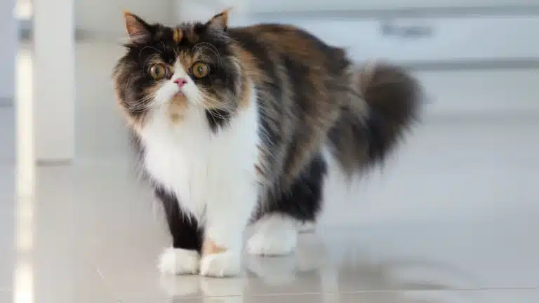 Перський кіт з триколірним забарвленням стоїть на глянцевій підлозі