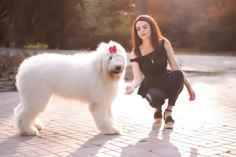 Дівчина в чорному вбранні присіла поруч з українським вовкодавом, який на голові має малиновий бантик